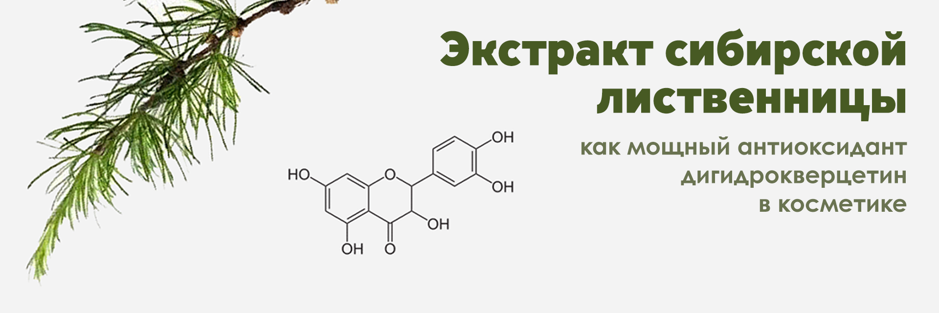 Дигидрокверцетин из сибирской лиственницы