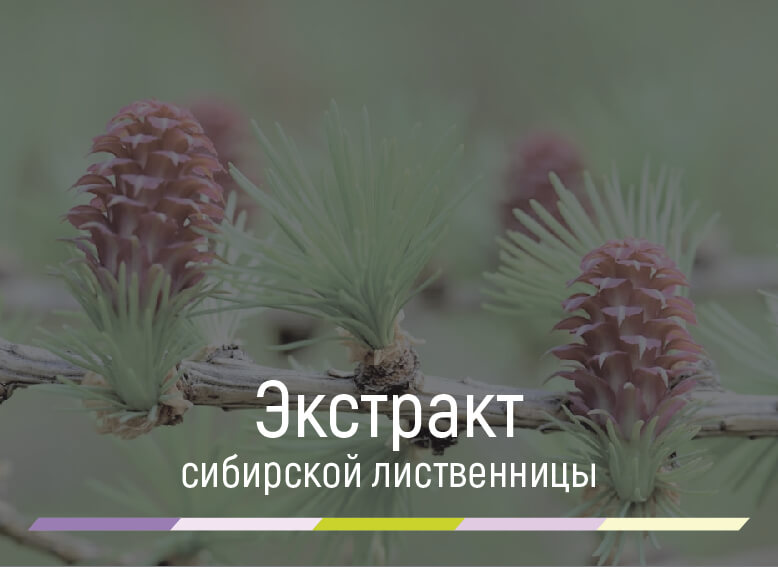 дигидрокверцетин из сибирской лиственницы