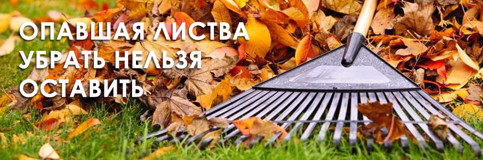 Нужно ли убирать опавшую листву осенью