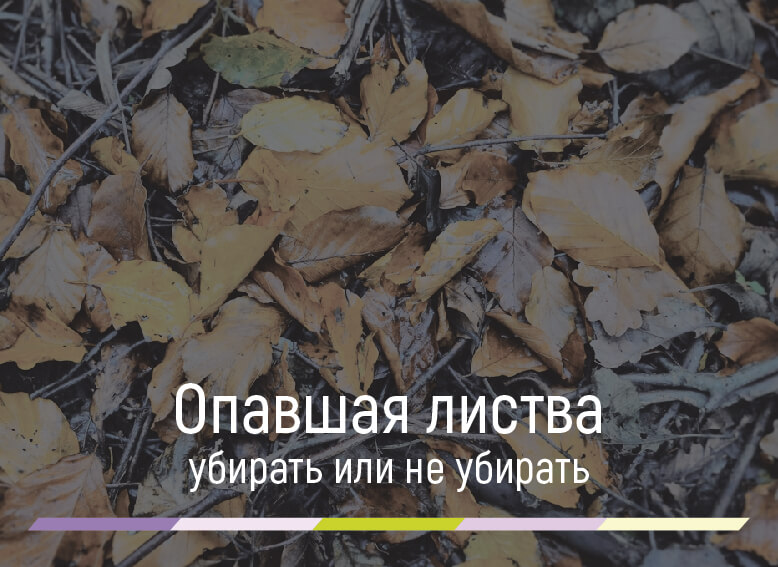 Нужно ли убирать опавшую листву осенью