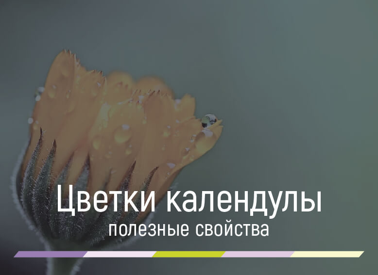 полезные свойства цветков календулы