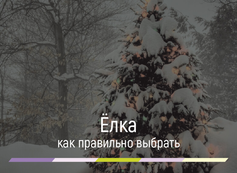 как правильно выбрать елку