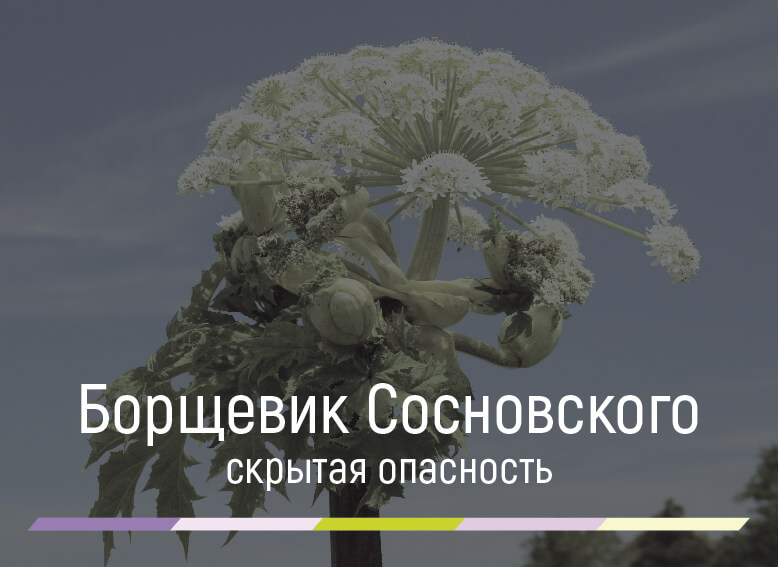 чем опасен борщевик сосновского