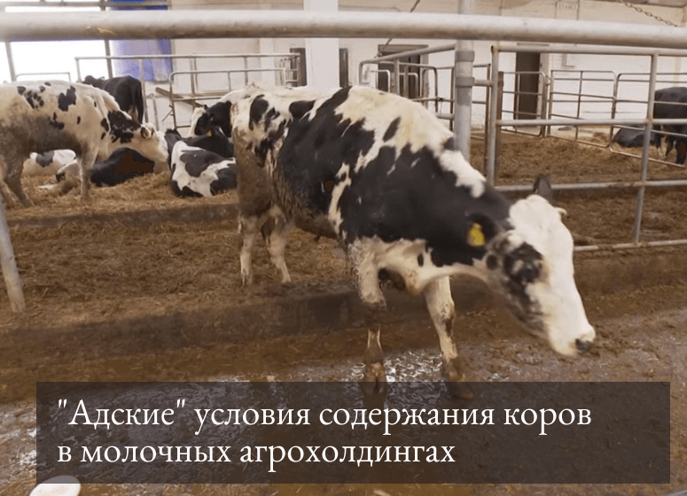 содержание коров в молочных агрохолдингах