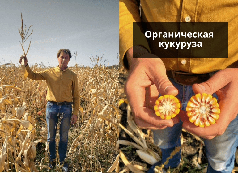 производство органической кукурузы