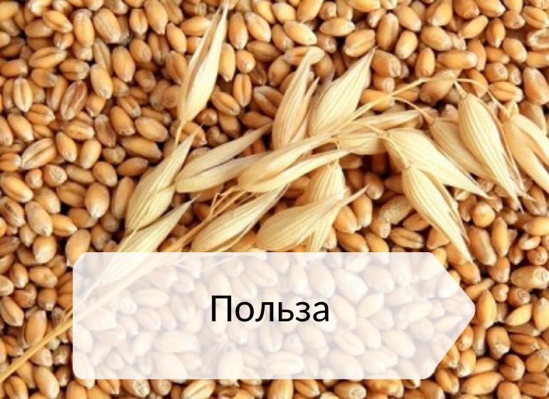 полезные зерновые продукты