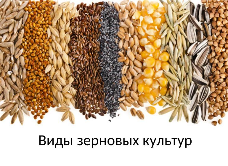 зерновые продукты: список